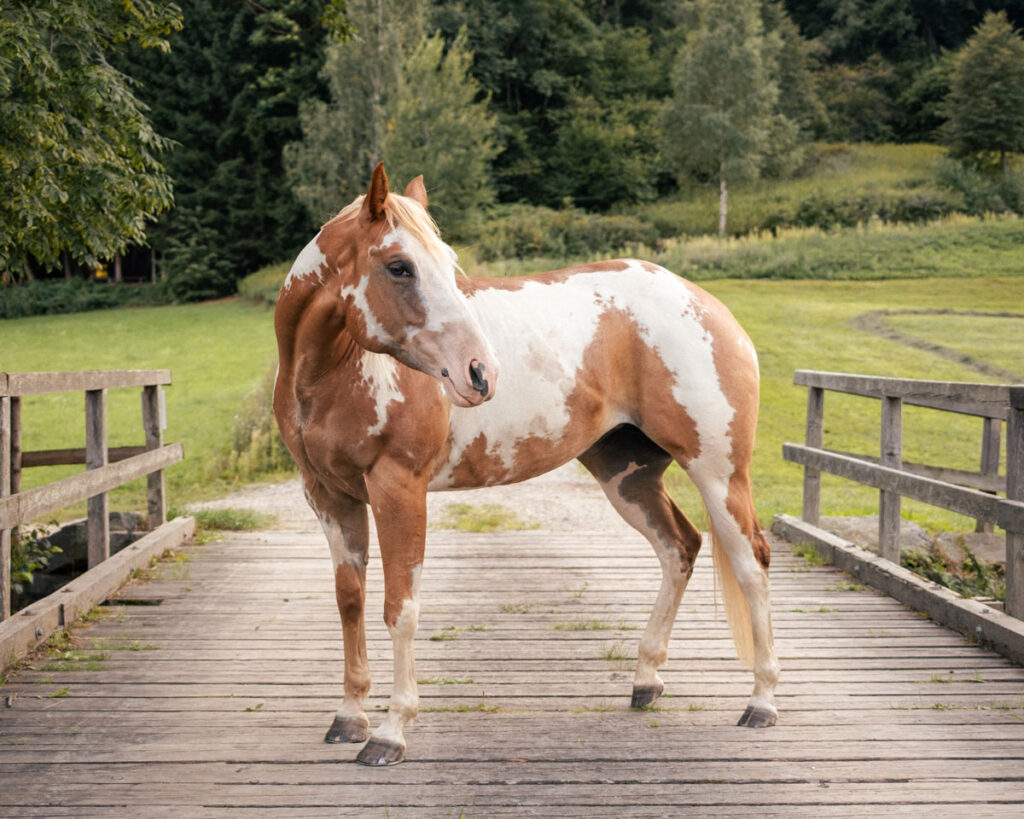 Susanna Hribernigg Photography